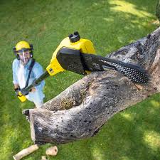 Best Hazardous Tree Removal  in Wyoming, OH